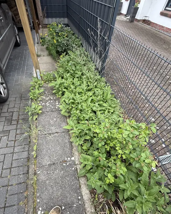 Beet am Carport vorher, überwuchert